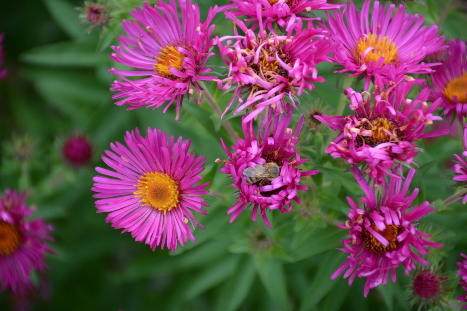 Aster novae-angliae 'Andenken an Alma Poetschke'