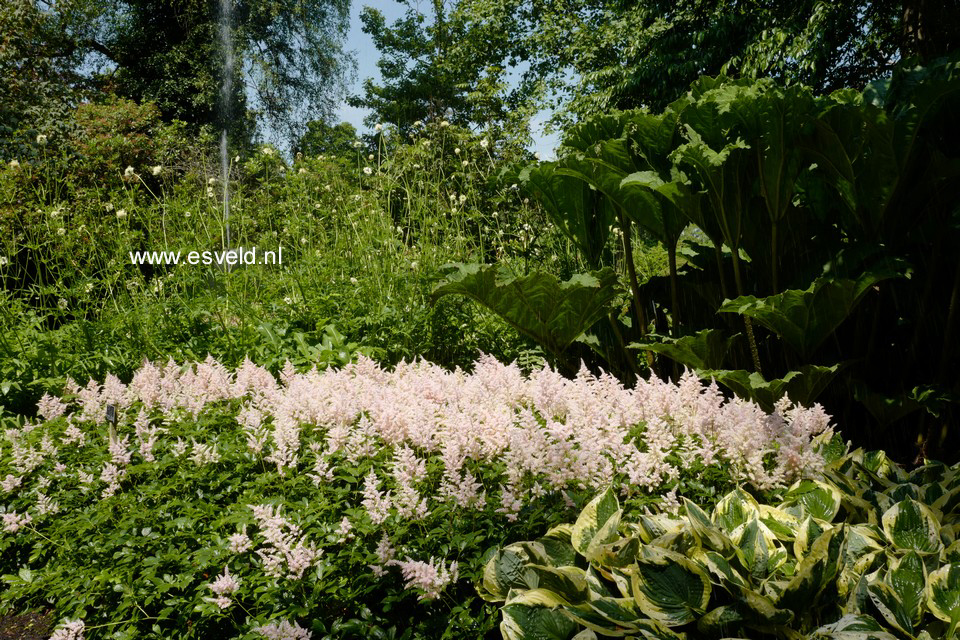 Astilbe 'Peach Blossom'