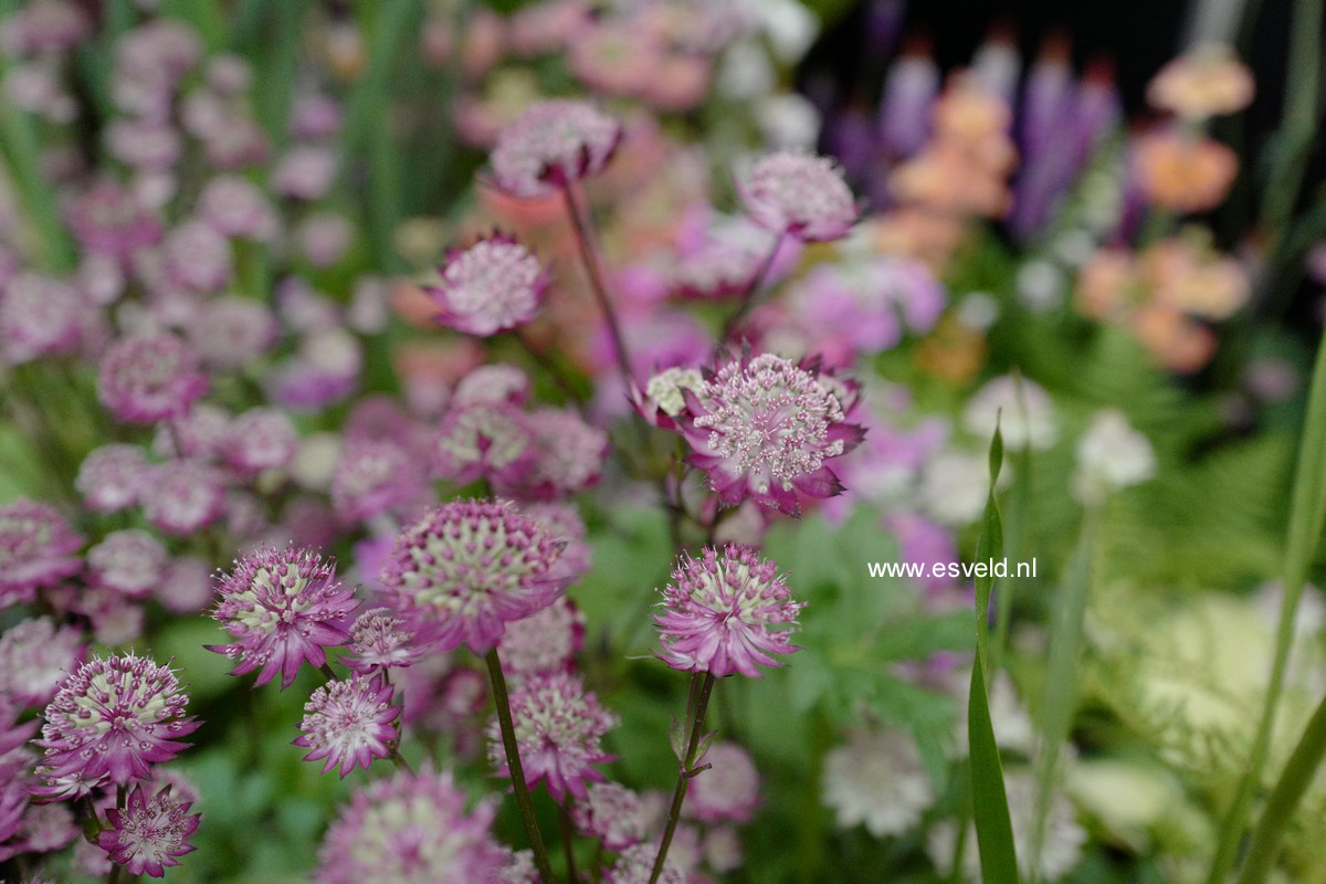 Astrantia major 'Hadspen Blood'