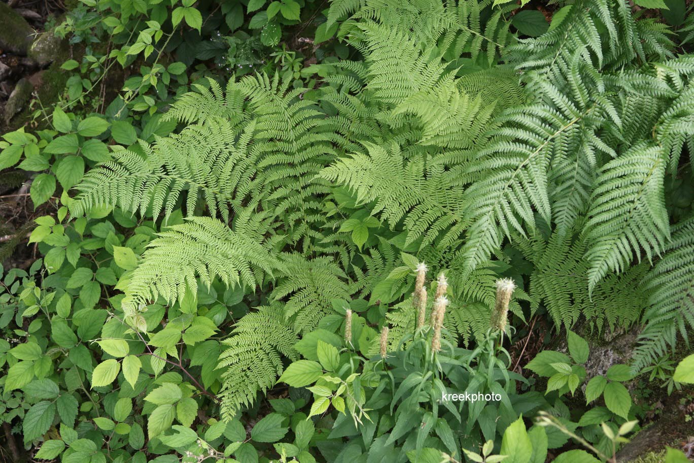 Athyrium filix-femina