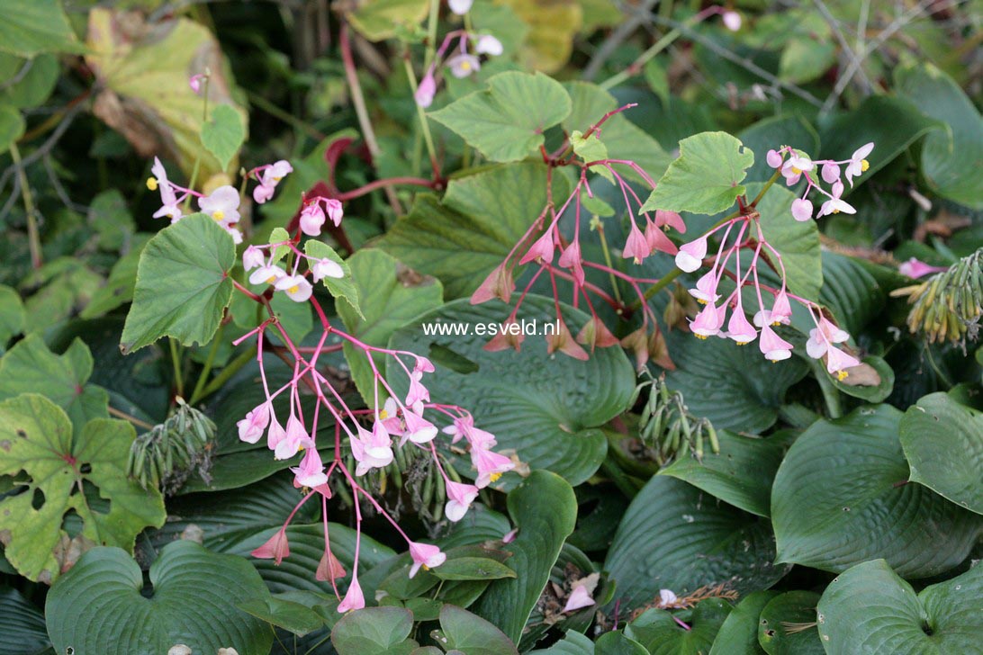 Begonia grandis