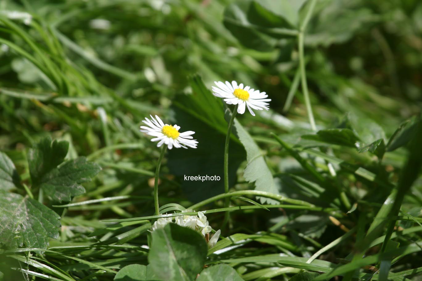 Bellis perennis