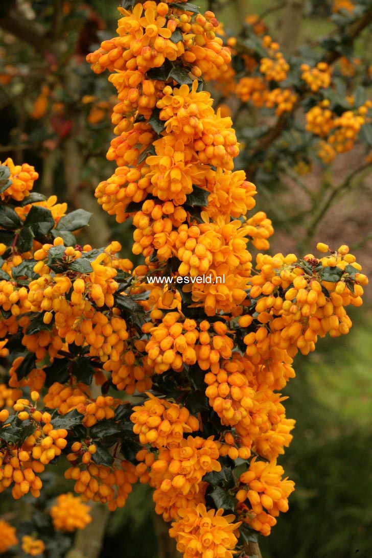 Berberis lologensis 'Mystery Fire'