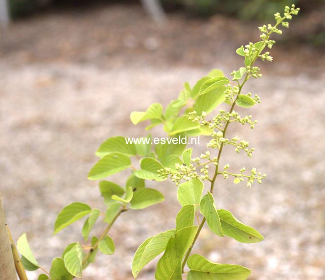 Berchemia racemosa