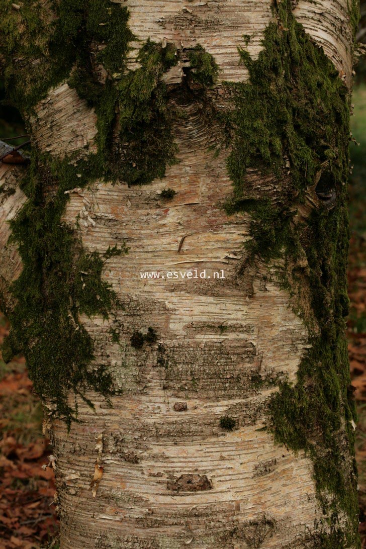 Betula maximowicziana
