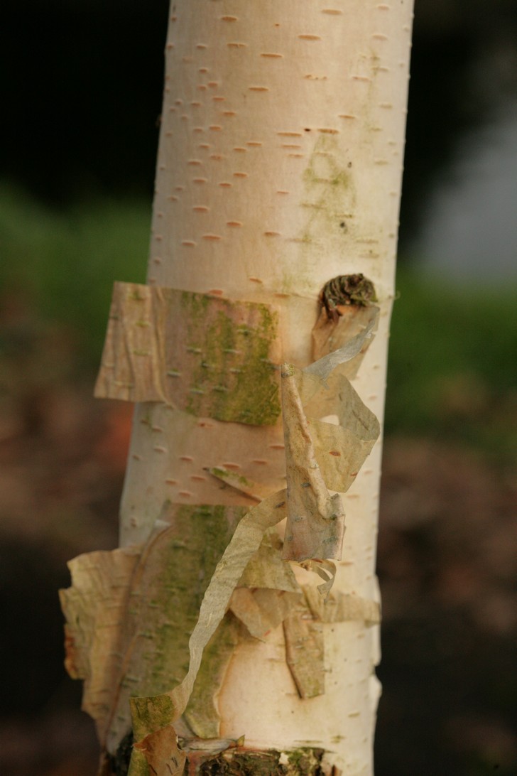 Betula utilis 'Jermyns'