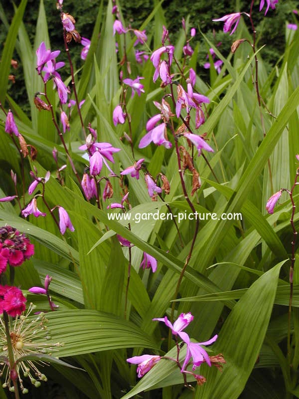 Bletilla striata