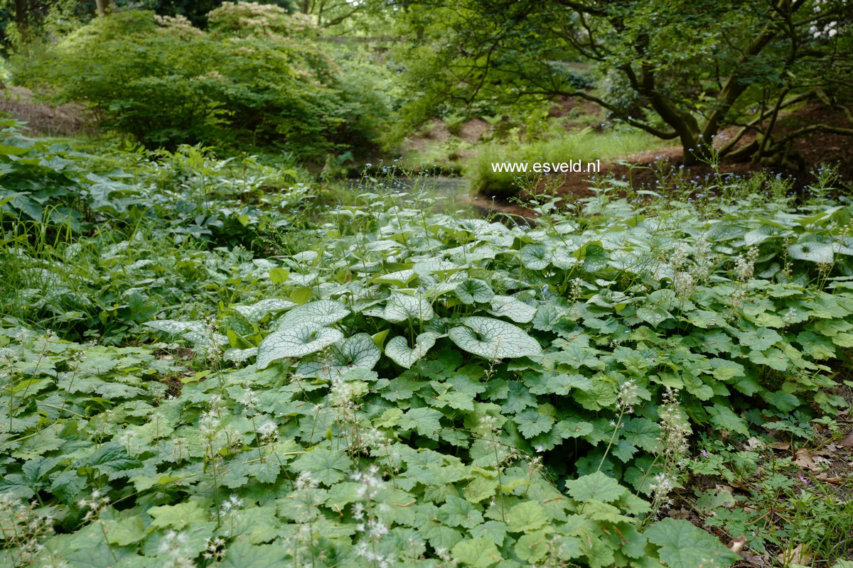 Brunnera macrophylla 'Jack Frost'