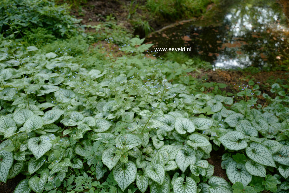 Brunnera macrophylla