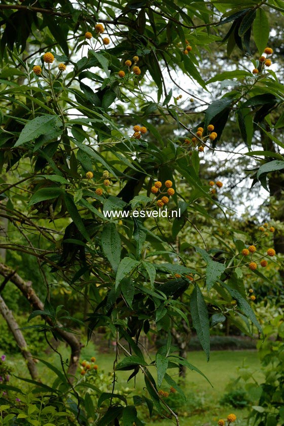 Buddleja globosa