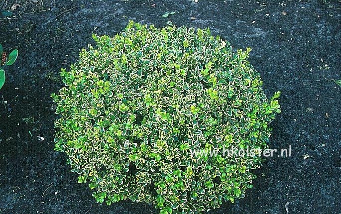 Buxus microphylla 'Golden Triumph'
