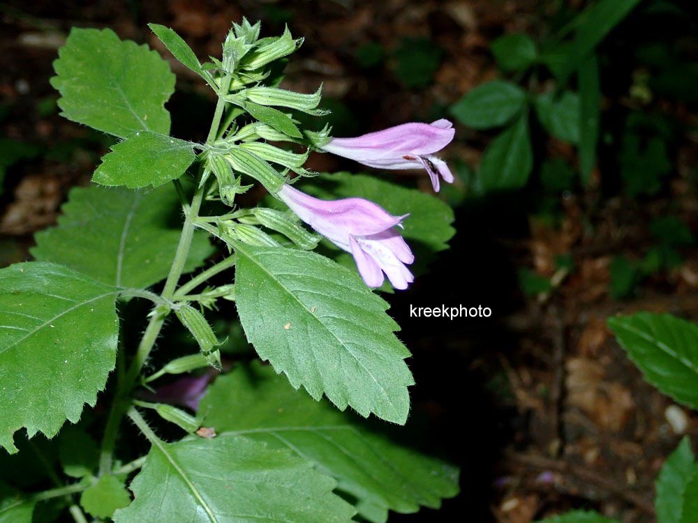 Calamintha grandiflora
