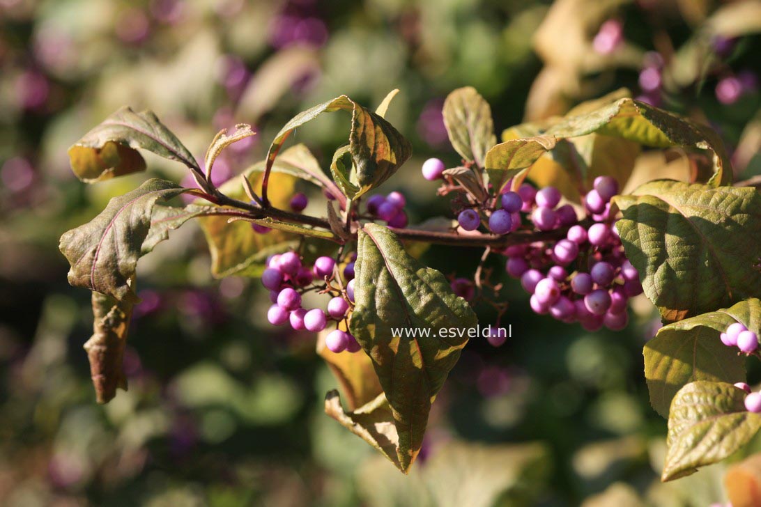 Callicarpa americana