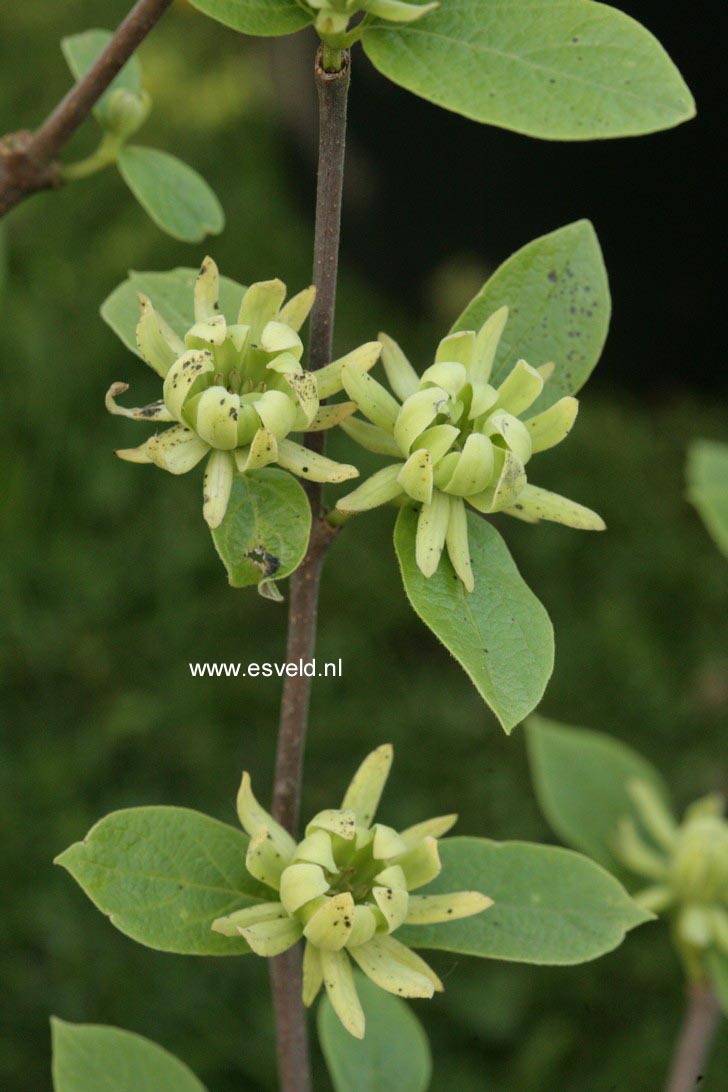 Calycanthus floridus 'Athens'