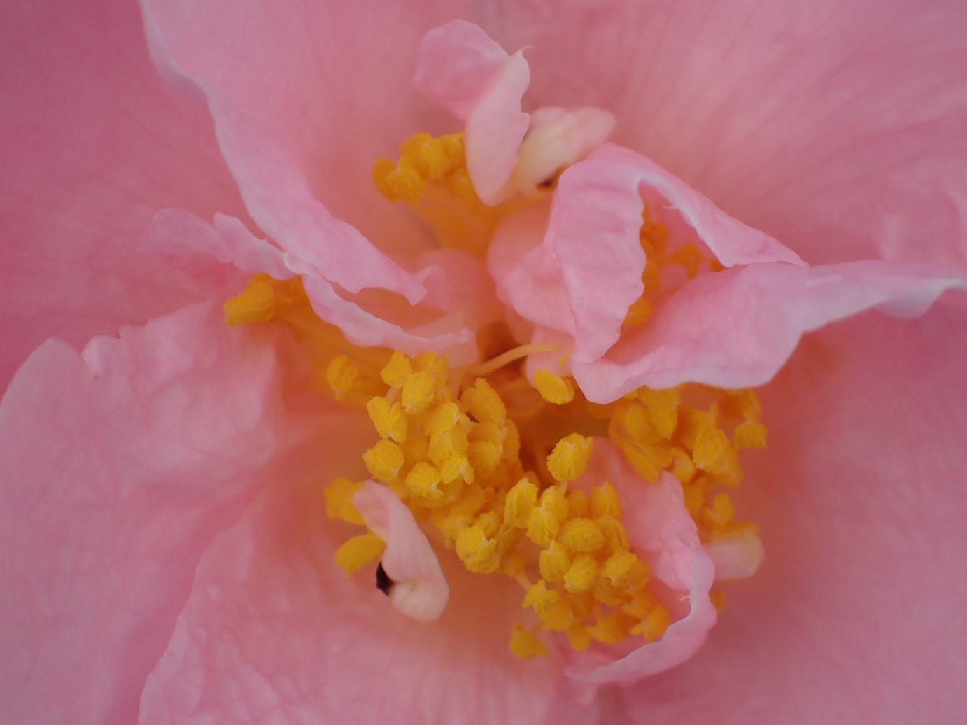 Camellia 'Arctic Dawn'