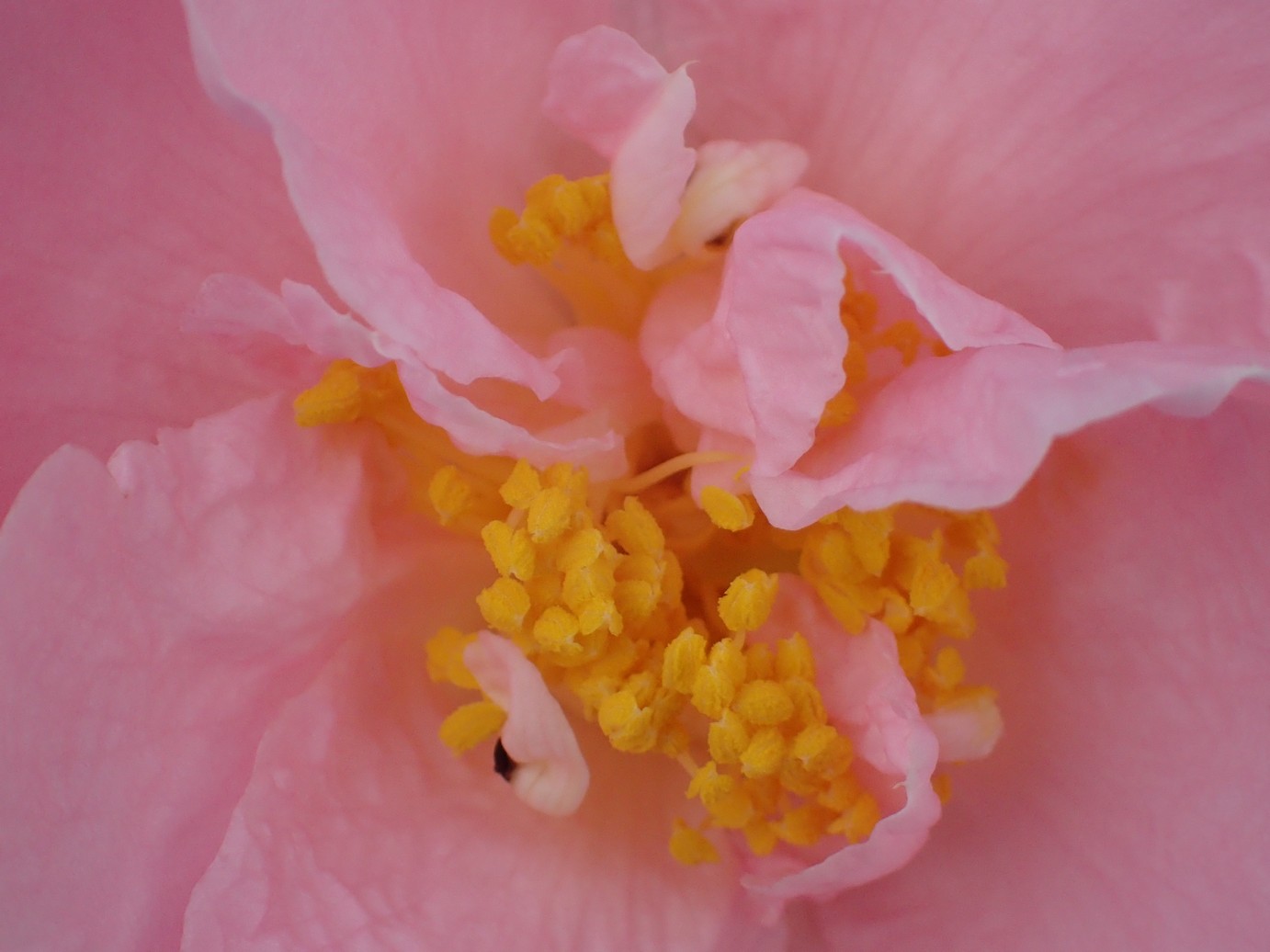 Camellia 'Arctic Dawn'