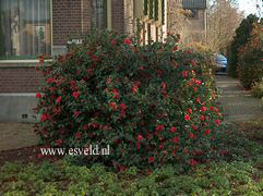 Camellia 'Freedom Bell'