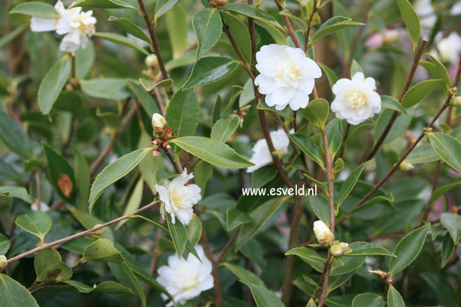 Camellia 'Snow Flurry'