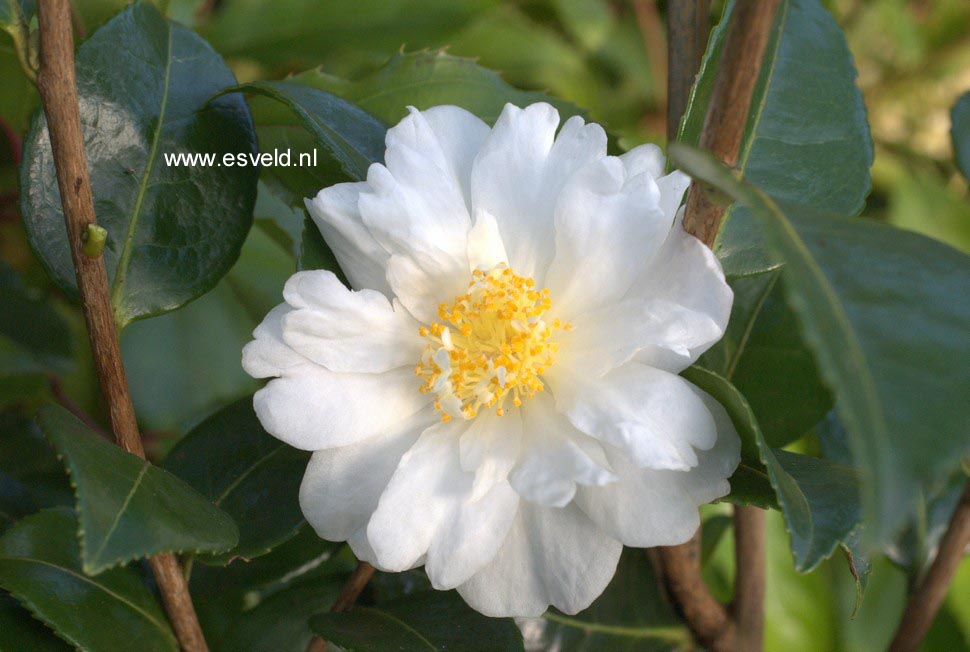 Camellia 'Winter's Cupid'