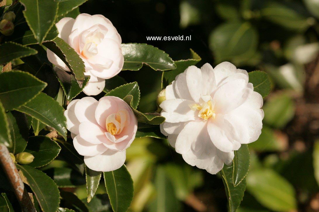 Camellia 'Winter's Rose'