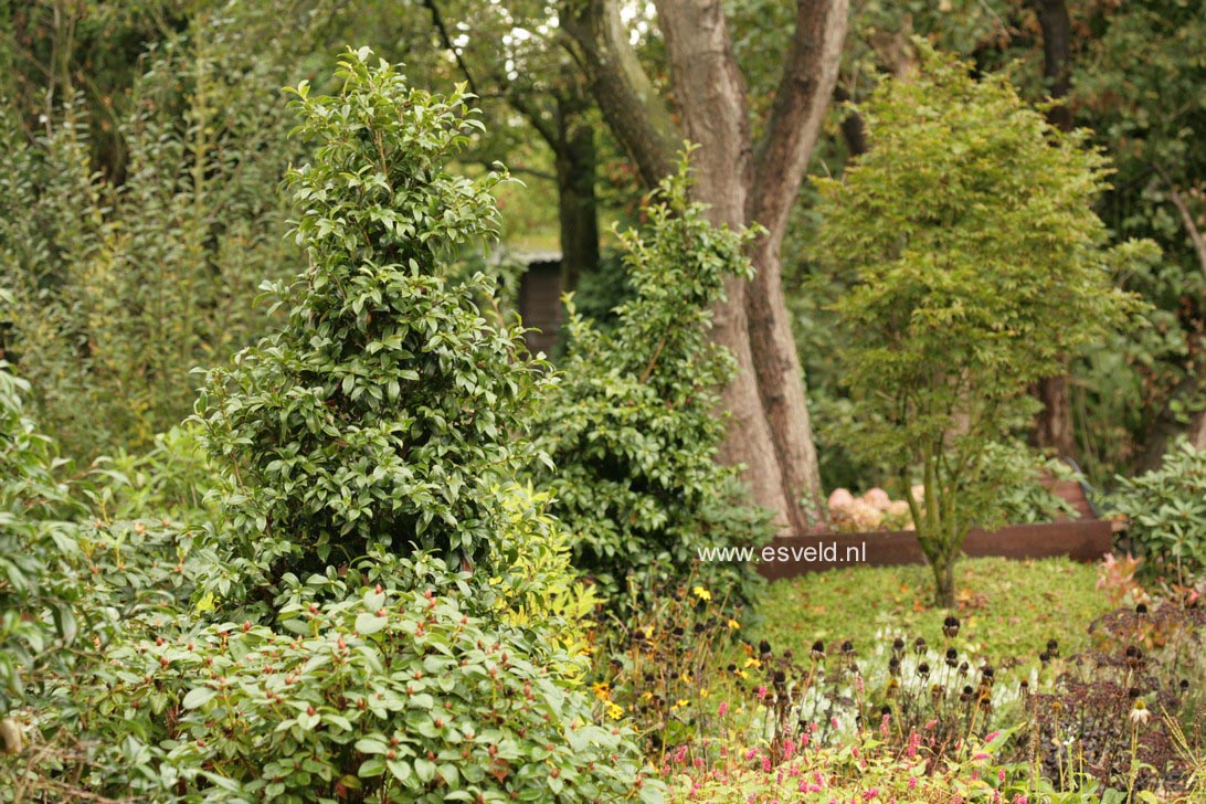 Camellia 'Winter's Star'