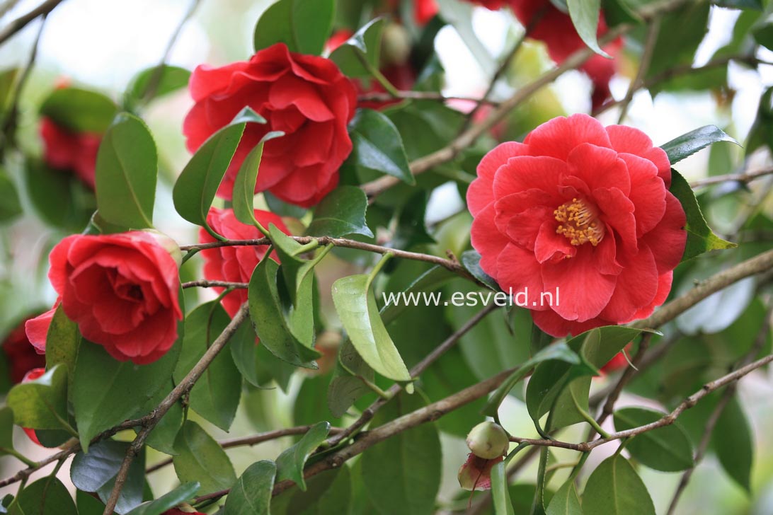 Camellia japonica 'Adolphe Audusson'
