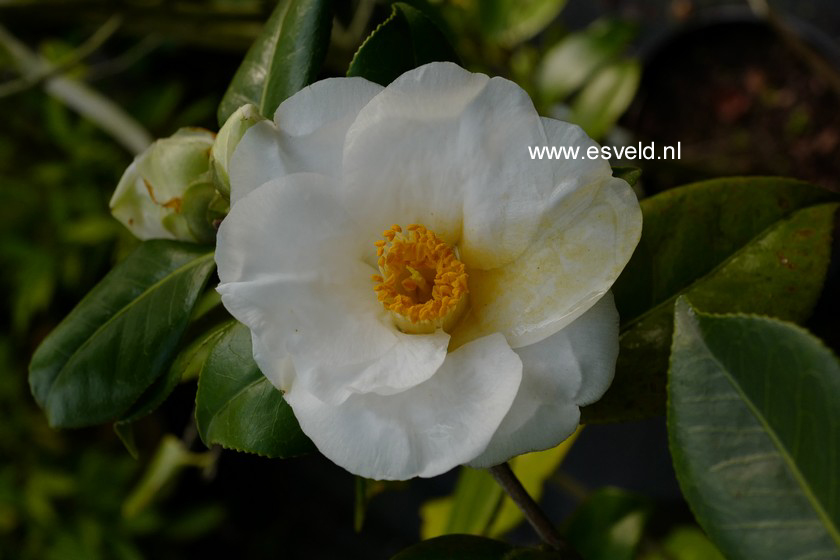 Camellia japonica 'Alba Simplex'
