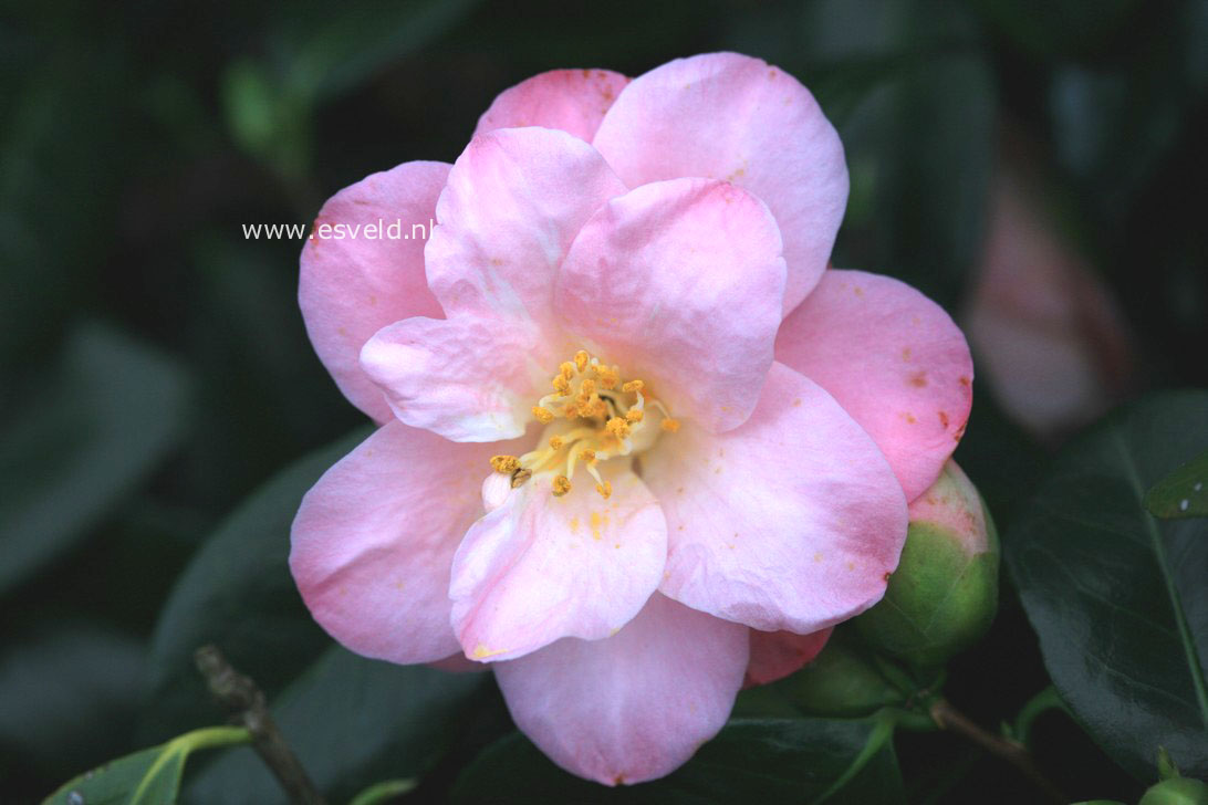 Camellia japonica 'Berenice Boddy'