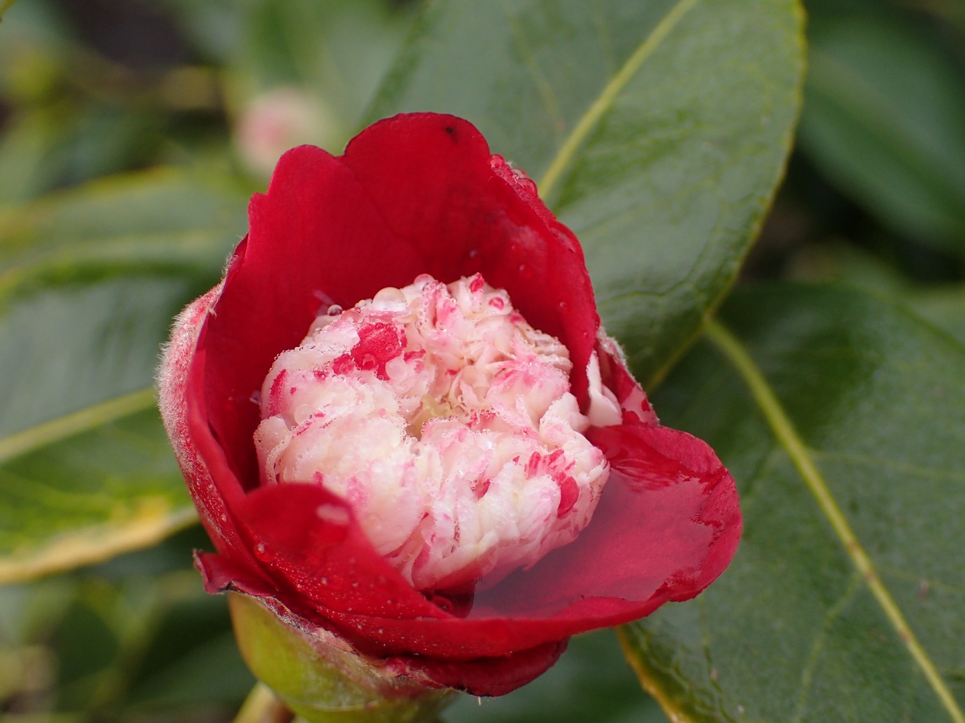 Camellia japonica 'Bokuhan'