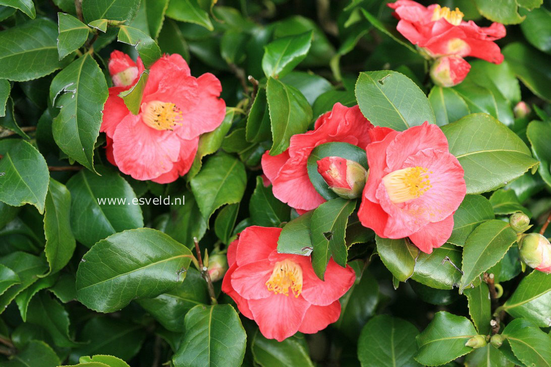 Camellia japonica 'Gloire de Nantes'