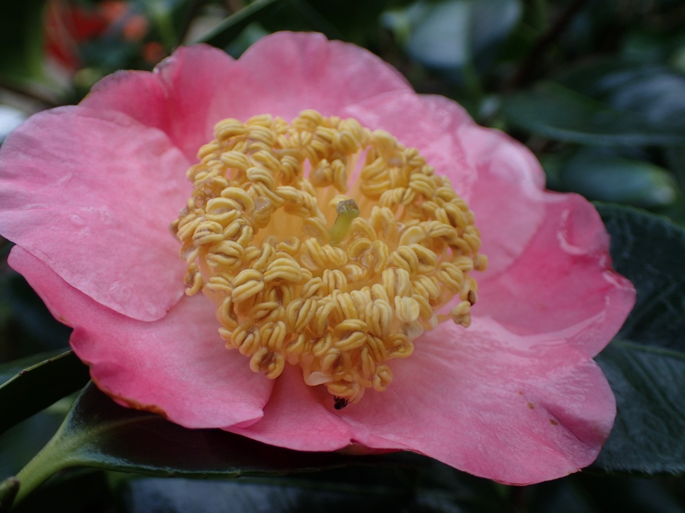 Camellia japonica 'Hi-no-tsuri'