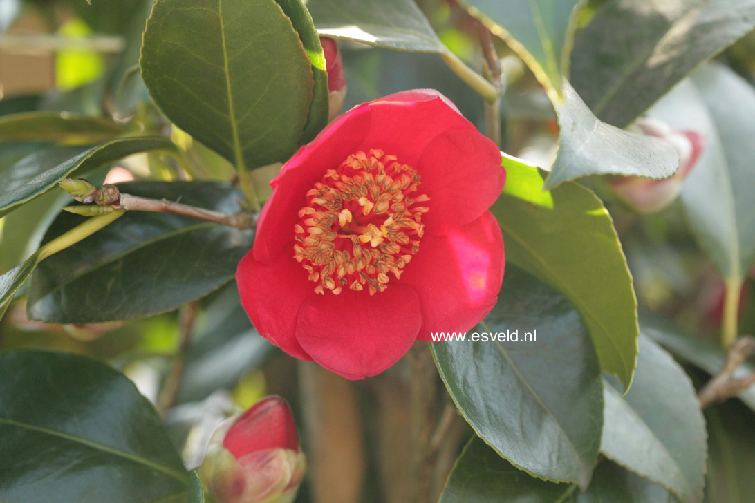 Camellia japonica 'Kimberley'
