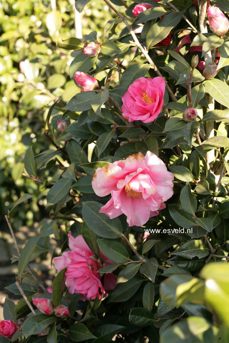 Camellia japonica 'Leonard Messel'