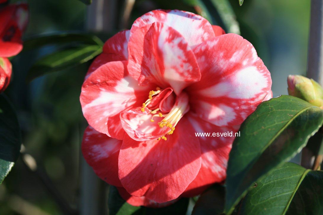 Camellia japonica 'Masayoshi'