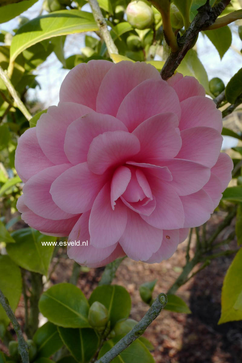 Camellia japonica 'Mrs. Tingley'