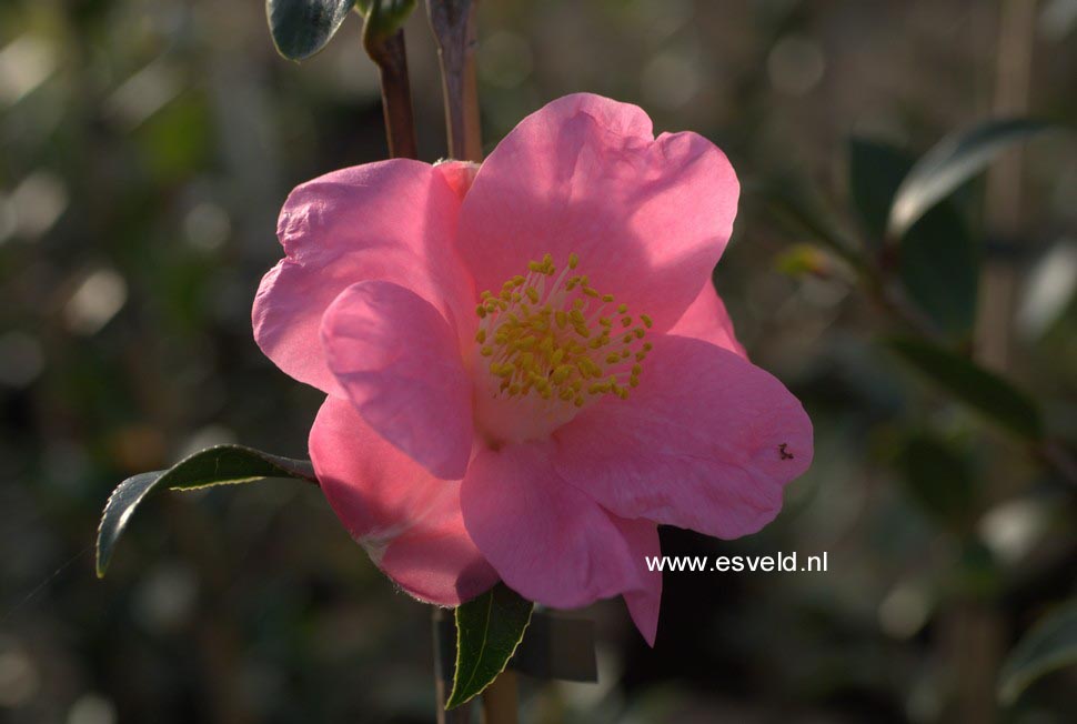 Camellia japonica 'Rosemary Williams'