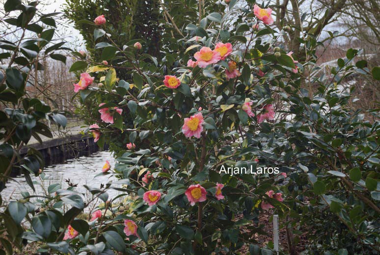 Camellia japonica 'Shin-tsukasa-nishiki'