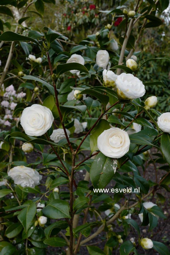 Camellia japonica 'Snow White'