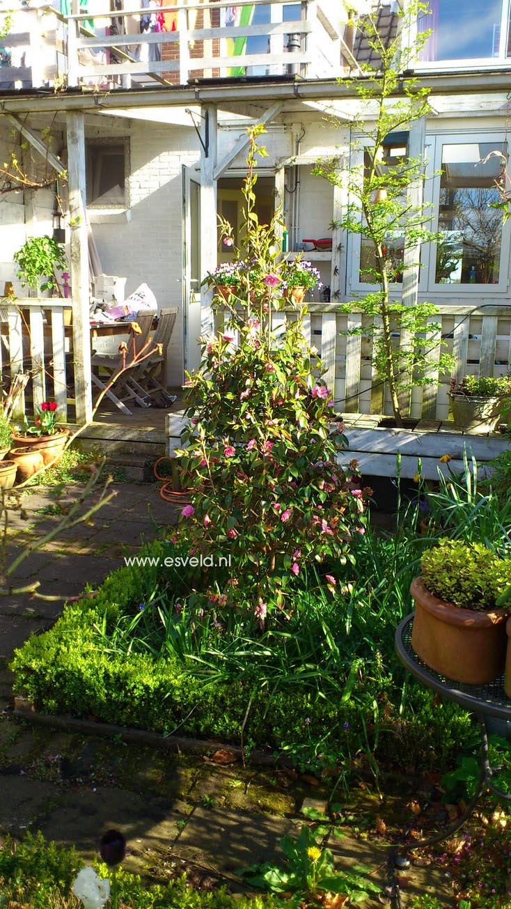 Camellia japonica 'Spring Festival'