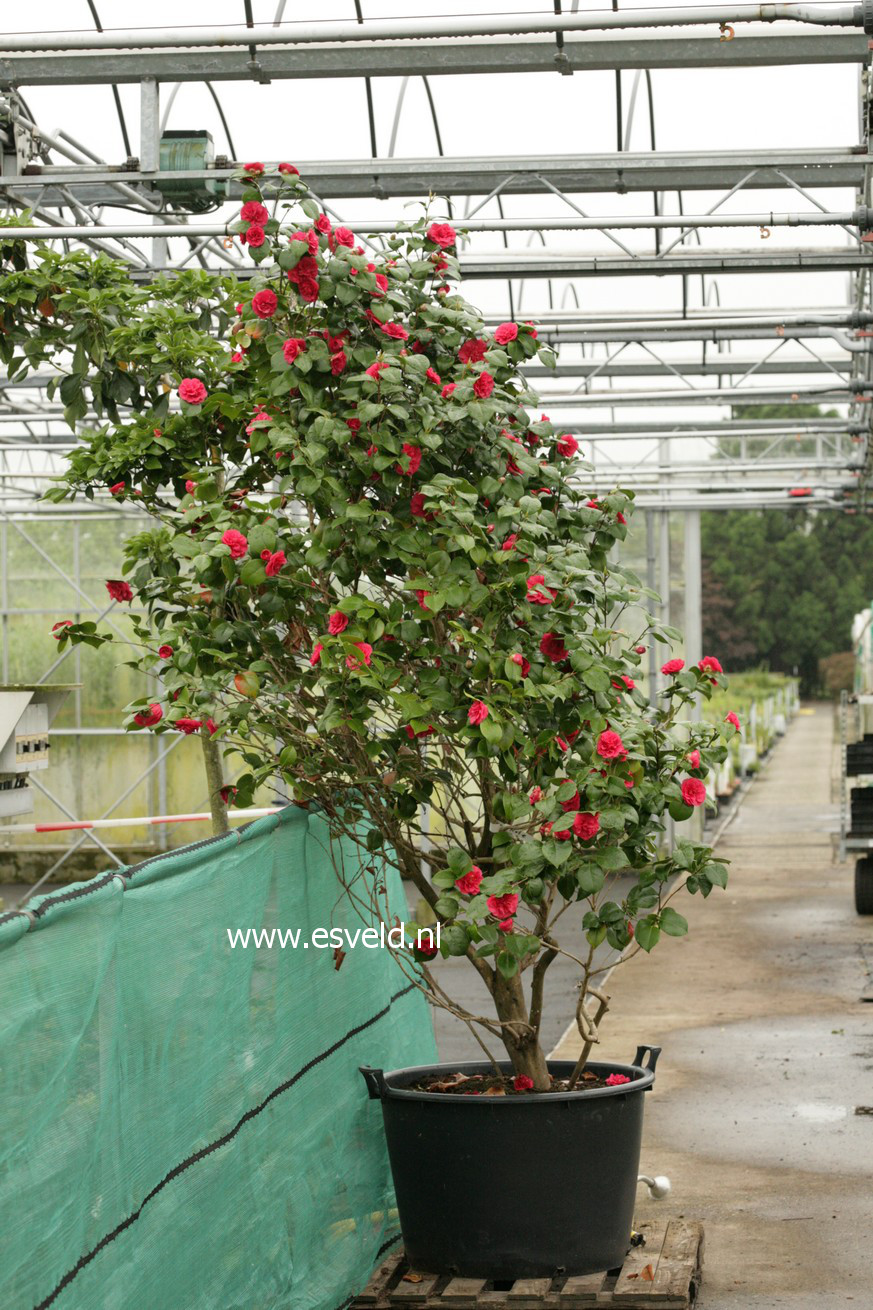 Camellia japonica