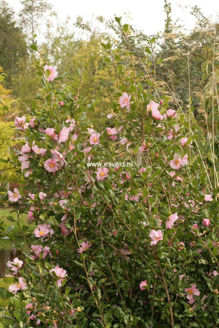 Camellia sasanqua 'New Dawn'