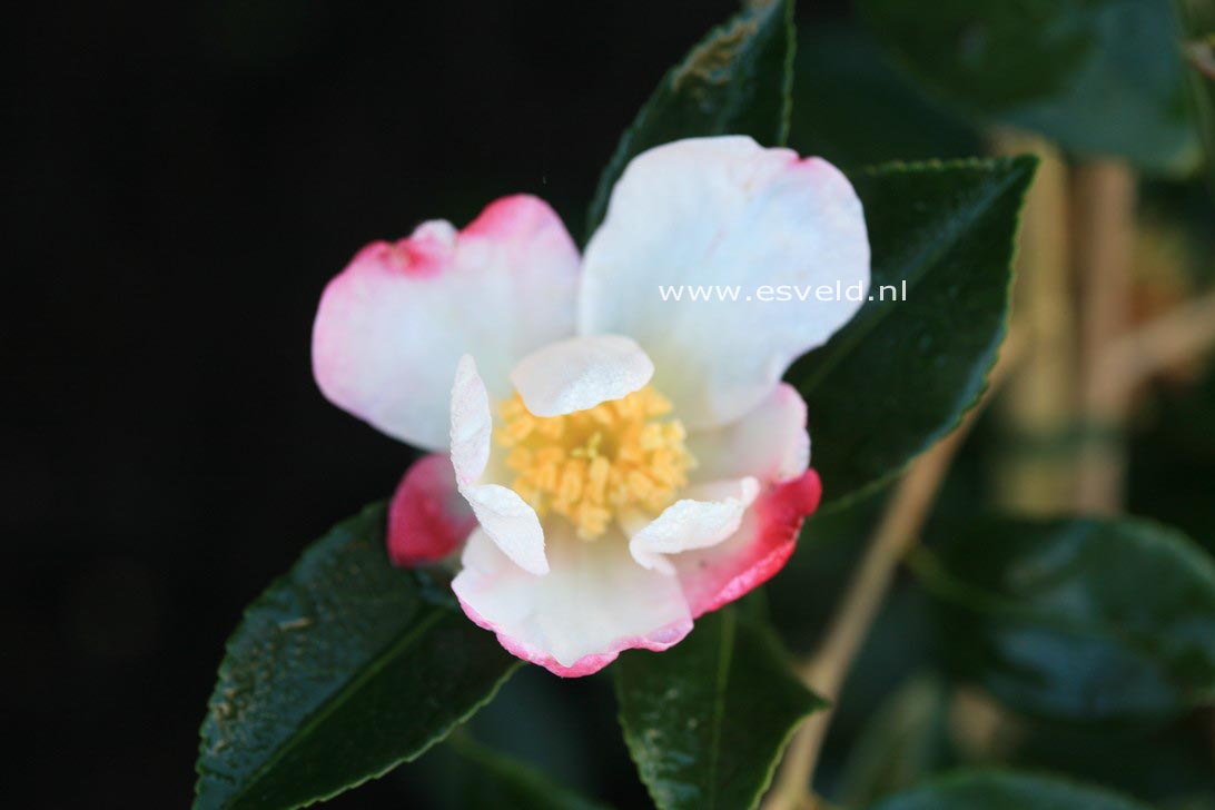 Camellia sasanqua 'Rainbow'