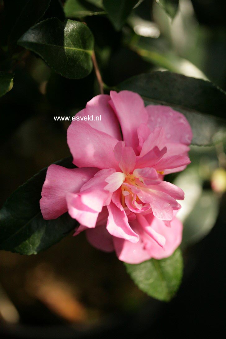 Camellia sasanqua 'Sparkling Burgundy'