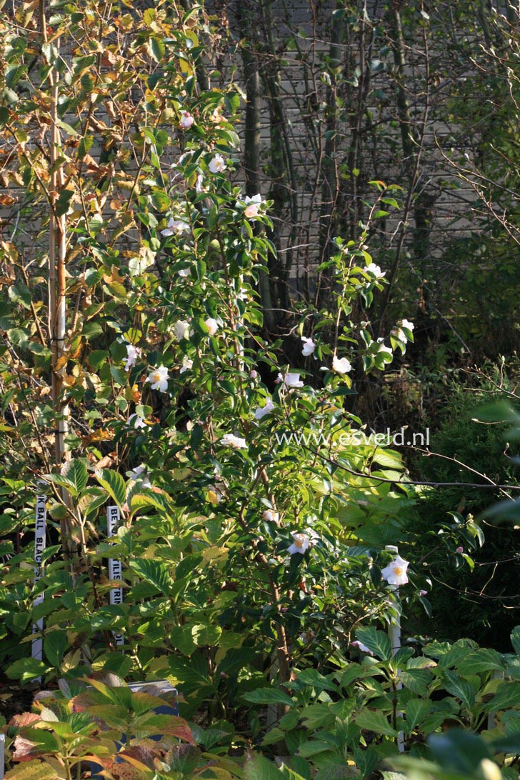 Camellia sasanqua 'Yoimachi'