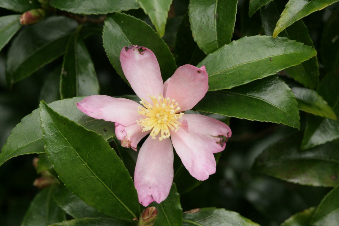 Camellia sasanqua