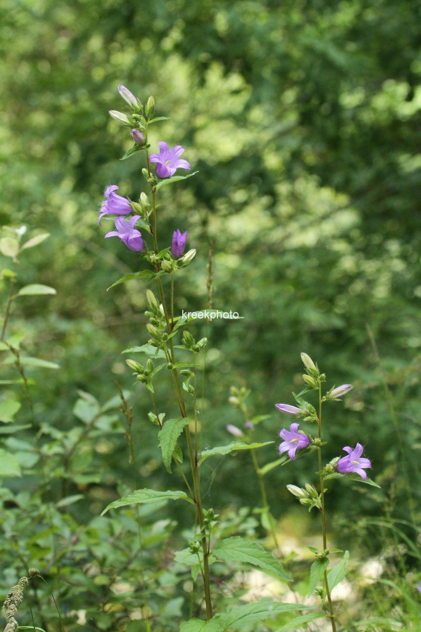 Campanula barbata
