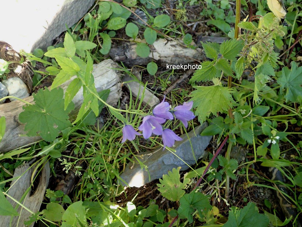 Campanula persicifolia