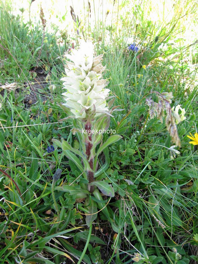 Campanula thyrsoides