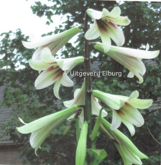 Cardiocrinum giganteum