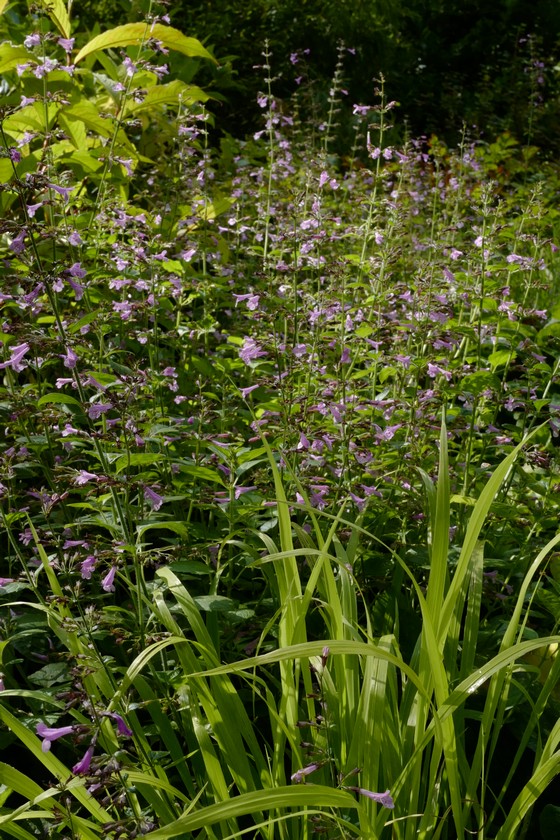 Carex elata 'Bowles Golden'